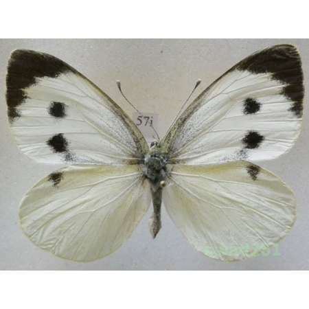 Pieris brassicae (Linnaeus, 1758) female Czech57i
